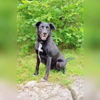 Milow ist freundlich und braucht viel Bewegung. (Foto: Tierheim Riem)