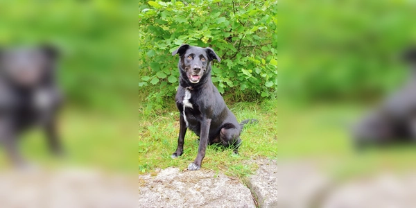 Milow ist freundlich und braucht viel Bewegung. (Foto: Tierheim Riem)