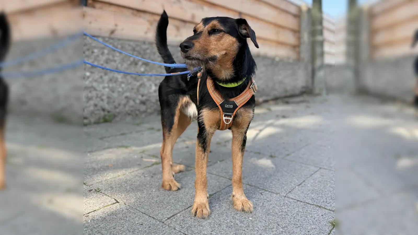 Spiky ist ein sportlicher und verspielter Terrier. (Foto: Tierheim Riem)