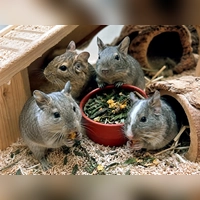 Wir sind sieben junge und äußerst attraktive Tiroler Burschen. (Foto: Tierheim Riem)