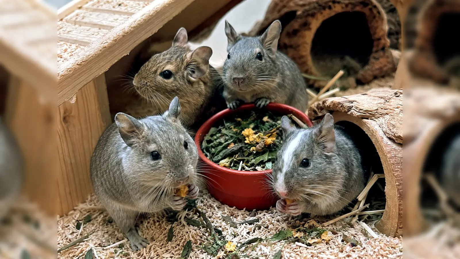 Wir sind sieben junge und äußerst attraktive Tiroler Burschen. (Foto: Tierheim Riem)