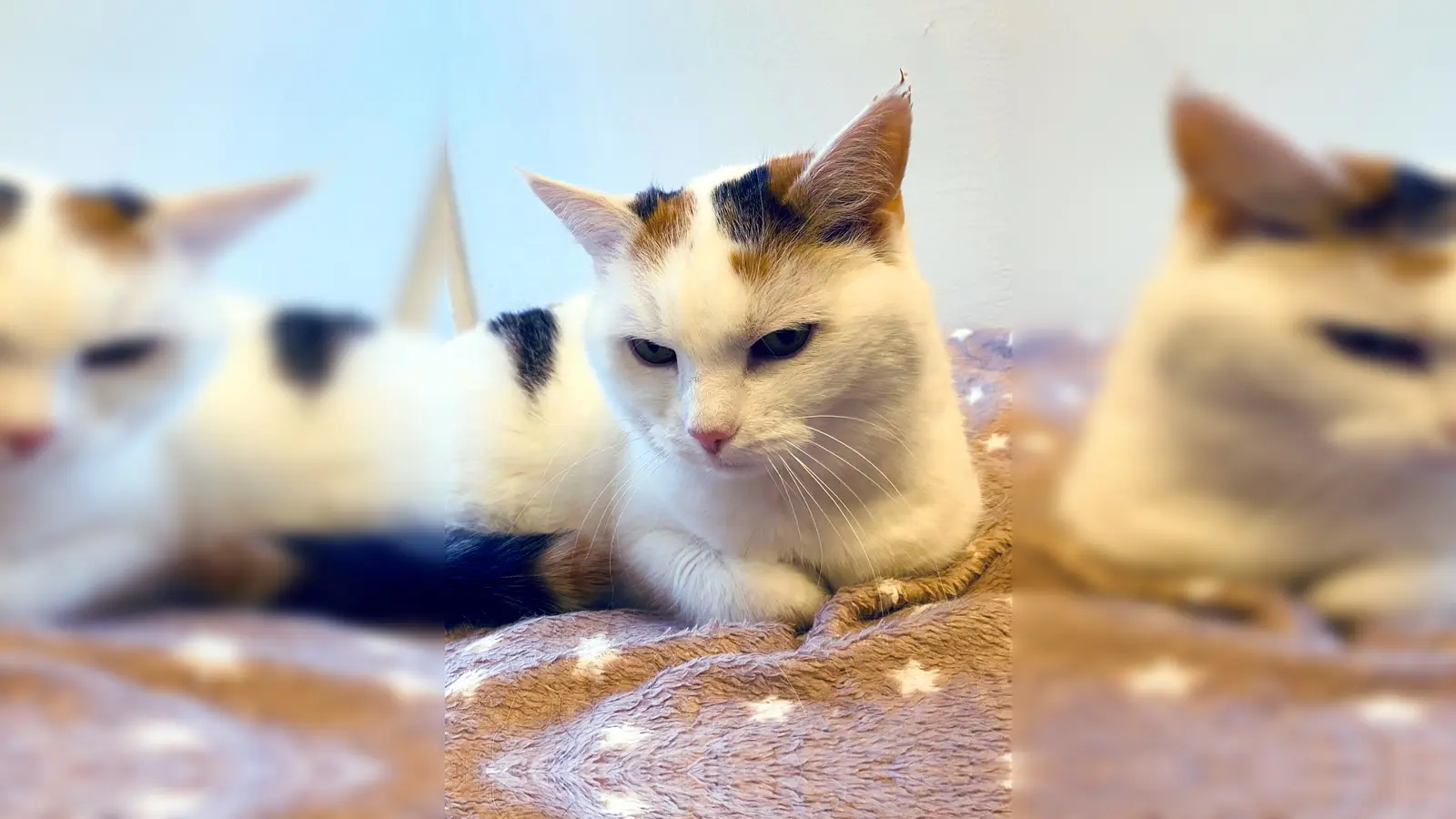 Katze Pipsi. (Foto: Tierheim Riem)