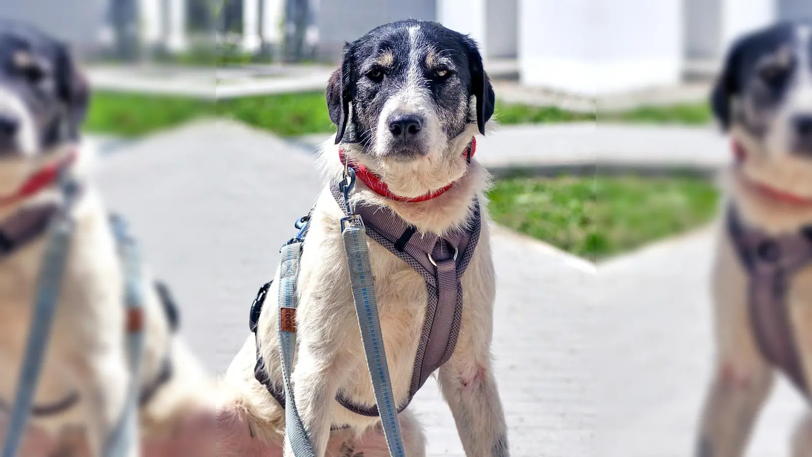 Mischlingshündin Marina. (Foto: Tierheim Riem)
