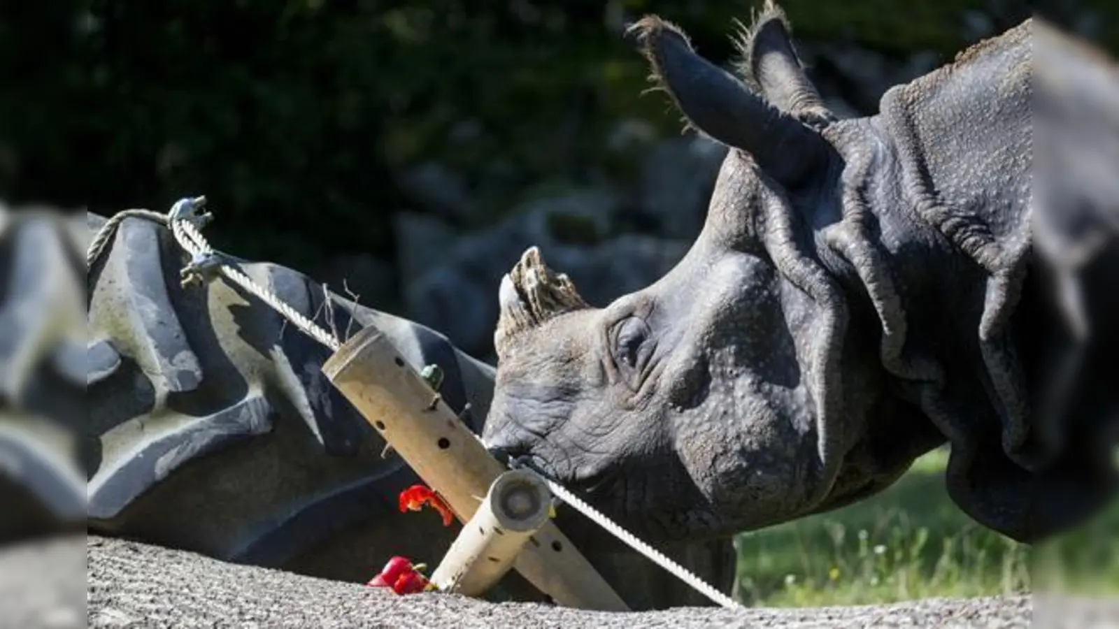 Jede Menge spannende Tiere, wie dieses Panzernashorn, kann man im Tierpark entdecken. 	 (Foto: Marc Müller)