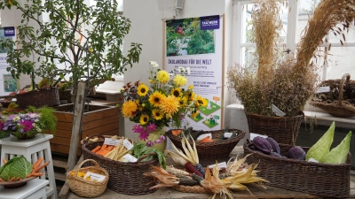Bei der traditionellen Erntedankausstellung des Botanischen Gartens sind auch regionale Früchte und die Vielfalt alter Apfelsorten zu bewundern. (Foto: BotMuc/ Diana Geier)