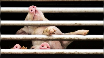 Geschundenen Tieren eine Stimme geben: Der Tierschutzverein fordert ein Verbandsklagerecht. (Foto: Tierschutzverein München e.V.)