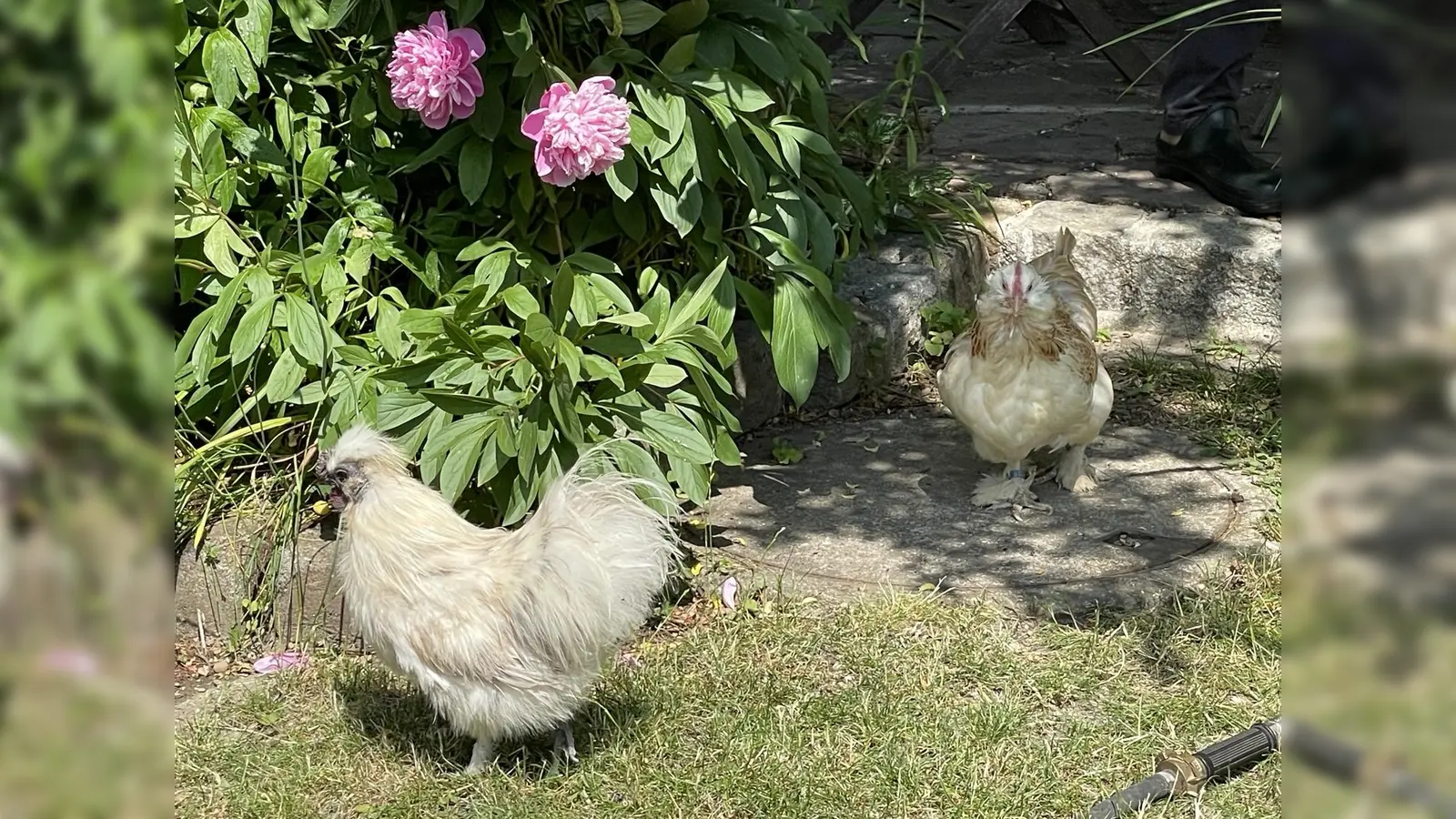 Für Freunde von Kleintieren findet am 29. Juni ein Tag der offenen Tür statt. (Foto: pst)