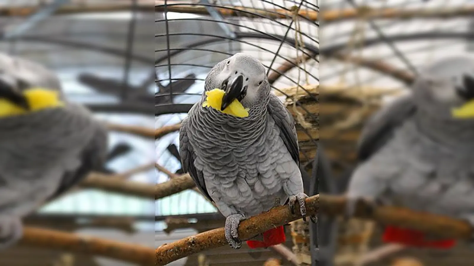 Graupapageien-Henne „Captain Hurley“. (Foto: Tierheim Riem)