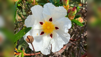 Reise in Bildern: Eine portugiesische Lack-Cistose fotografiert von Petra Berger. (Foto: Petra Berger)