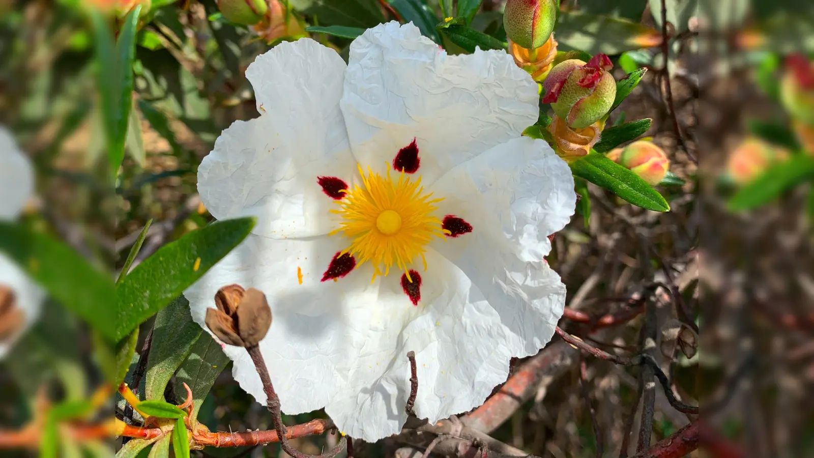Reise in Bildern: Eine portugiesische Lack-Cistose fotografiert von Petra Berger. (Foto: Petra Berger)