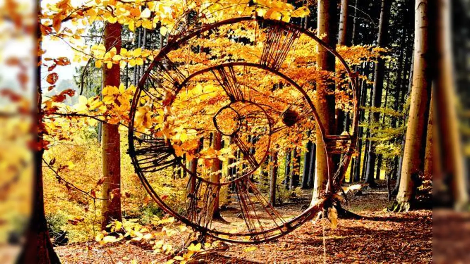 Beim Waldfest am 9. Oktober erfahren die Besucher Interessantes, Skurriles und Neues rund um Bäume und Co. 	 (Foto: Museum Wald und Umwelt)