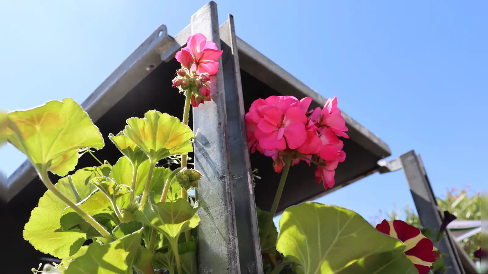 Edle Gewächse – wahlweise mit leuchtenden Blüten oder mit raffiniertem Duft: Die ganze Vielfalt der Pelargonien lässt sich im historischen Geranienhaus des Nymphenburger Schlossparks bestaunen.  (Symbolbild: mha)