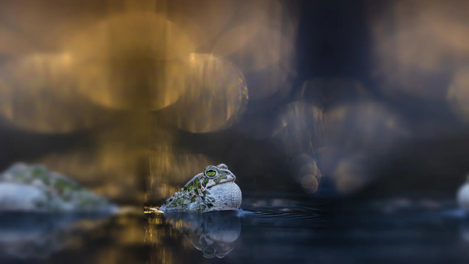 Ein Tier der Heimat: die Wechselkröte. (Foto: Widmann Diana)