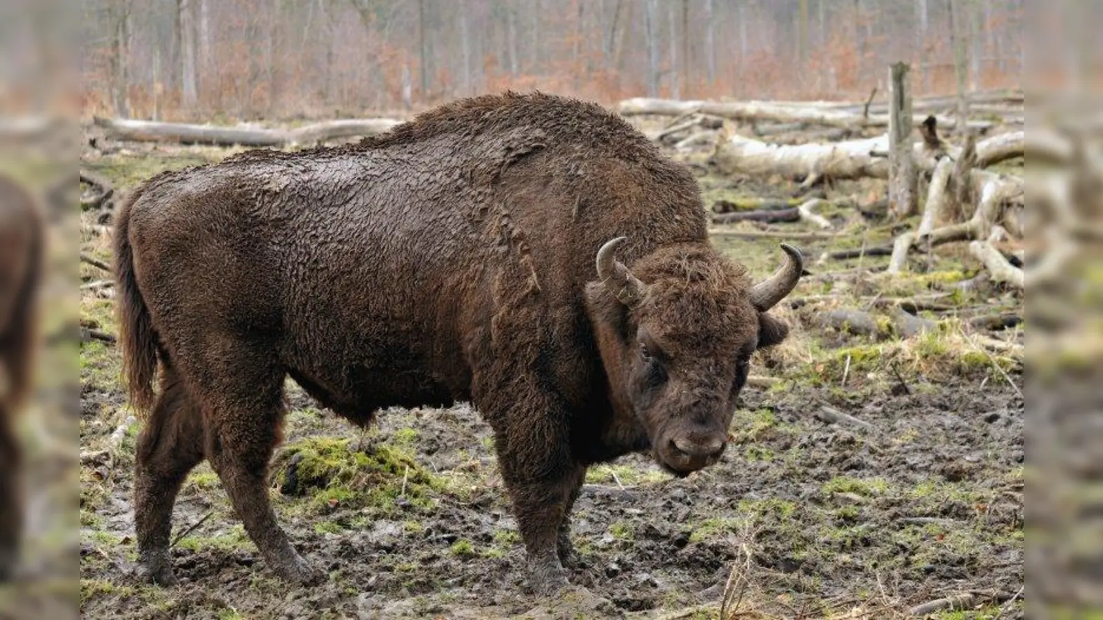 Charakteristisch bei den männlichen Wisents ist der Buckel. (Foto: Michael Gäbler/ wikimedia.org)