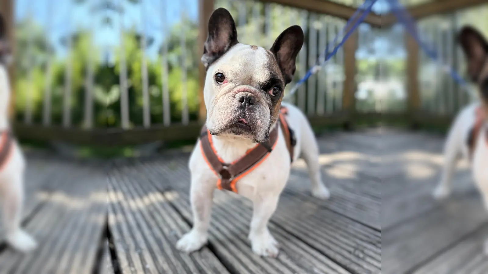 Die französische Bulldogge Johnny. (Foto: Tierheim Riem)