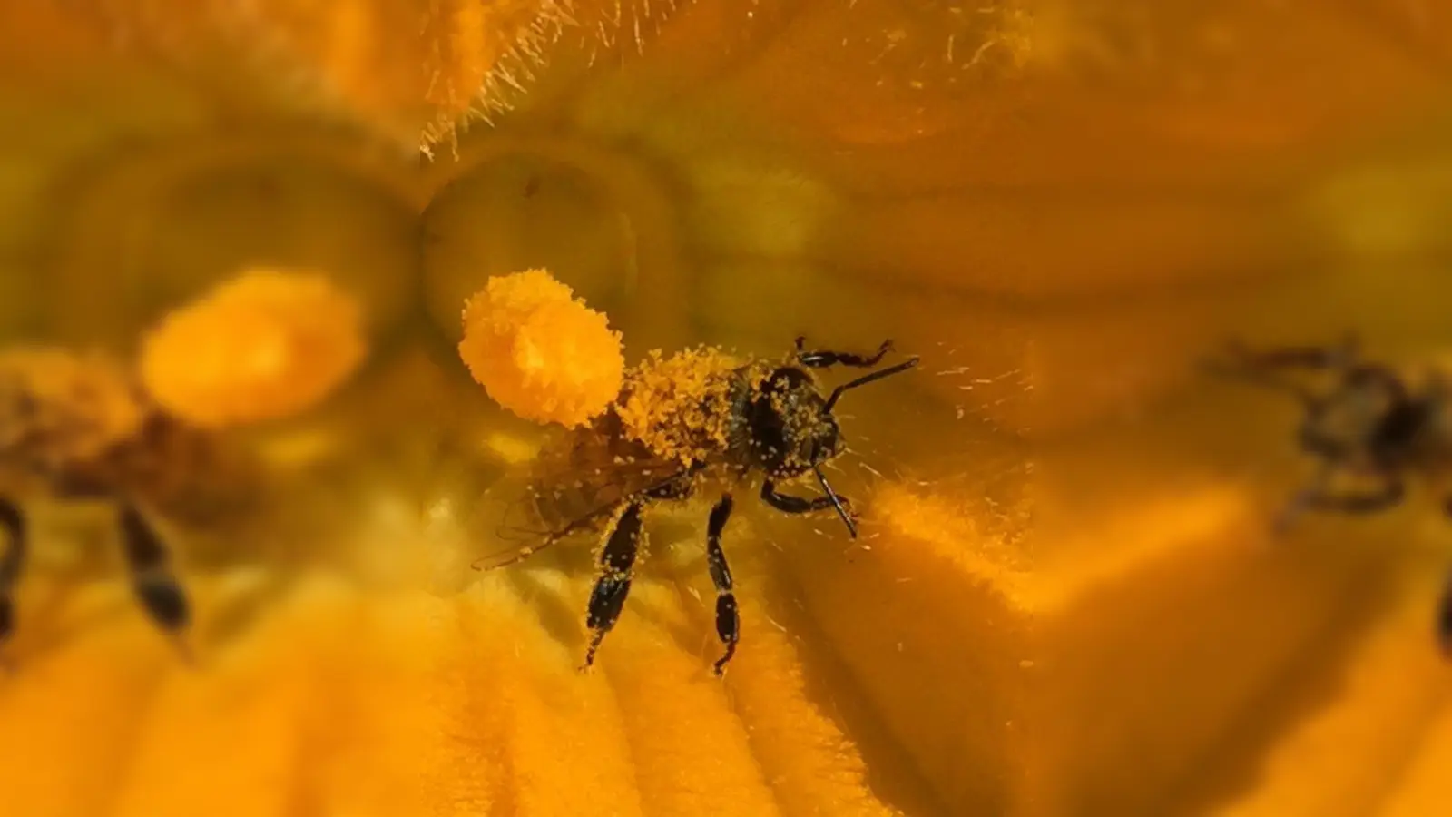 Hier „passiert” gerade Schöpfung: Eine Biene nimmt vom Stempel einer Zucchiniblüte Pollen mit, um die nächste Blüte damit zu bestäuben. Mit dem Insektensterben verbunden ist ein Rückgang der blütenbestäubenden Insekten, warnt Bezirkstagspräsident Josef Mederer: „Damit sind elementare Grundlagen des menschlichen Daseins bedroht. Ohne Insekten gibt es keinen Fruchtansatz. Viele Obst- und Gemüsesorten wären schlicht nicht mehr vorhanden.” (Foto: job)