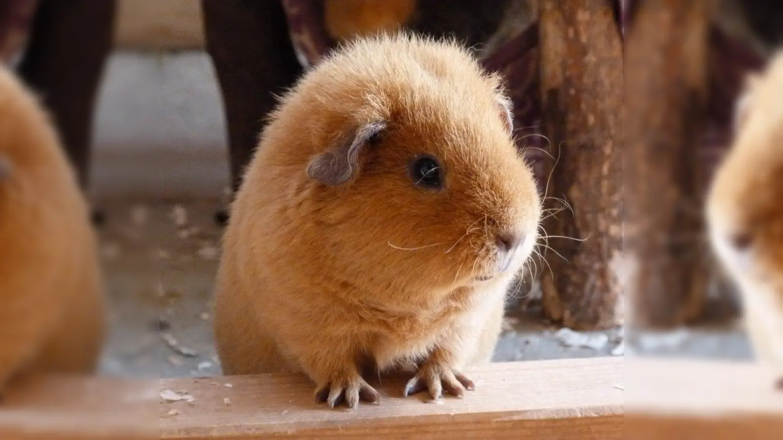 Schwein haben die Schweinchen, wenn sie eine nette Familie finden. (Foto: Edith Hoehner/pixelio.de)
