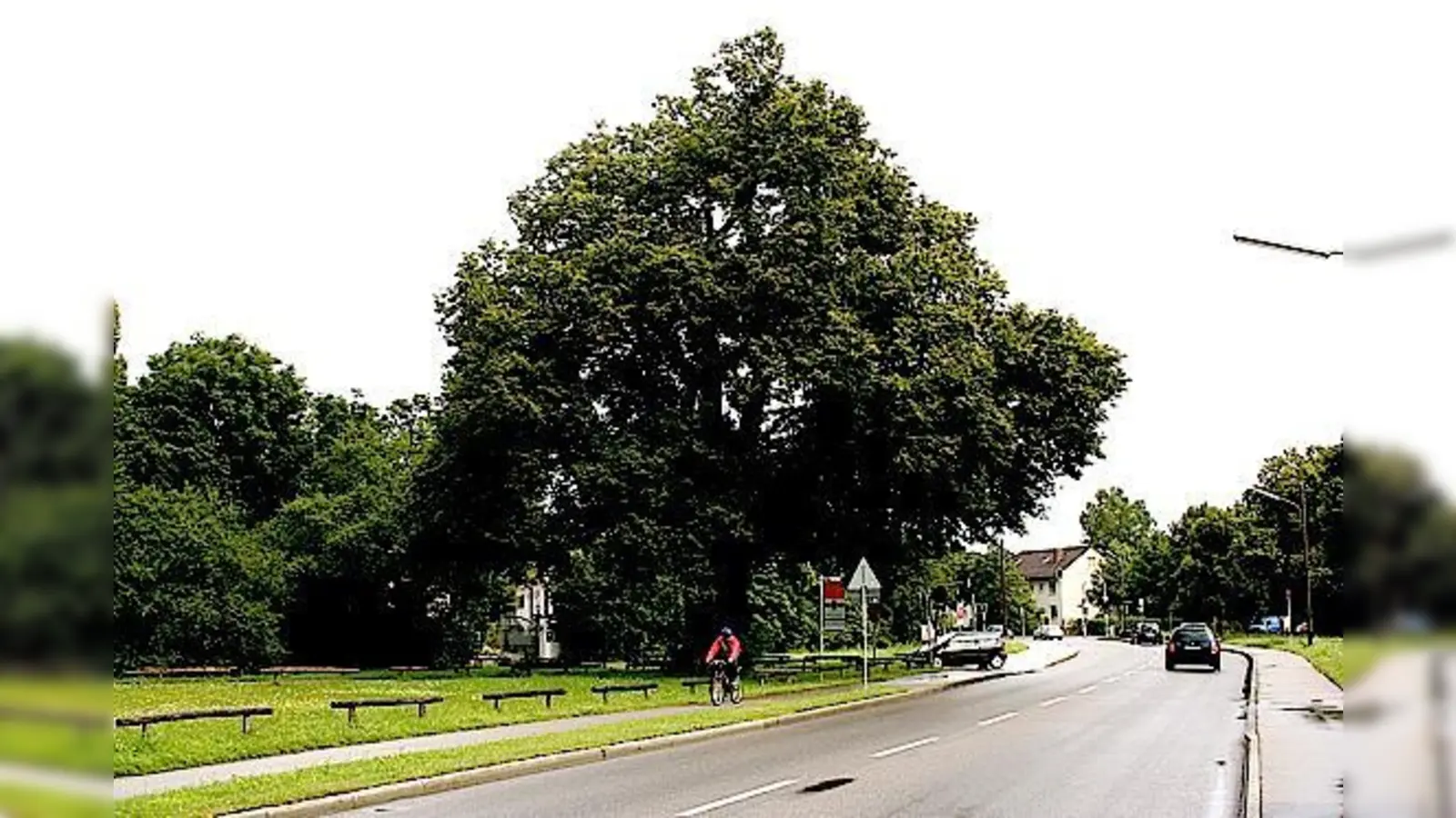 Die Röthlinde an der Ecke Baldur-/Nederlinger Straße soll entweder ein neues oder ein Instand gesetztes Erklärungsschild bekommen. 	 (Foto: ws)
