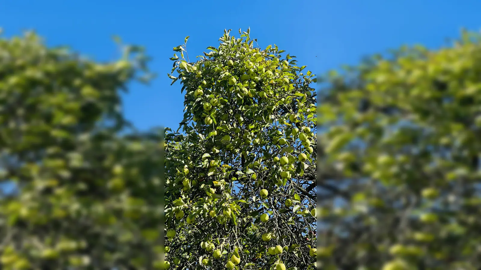 Wer Obst aus dem eigenen Garten hat, kann es zum Erntedank-Fest mitbringen und daraus Saft pressen lassen.  (Foto: hw)