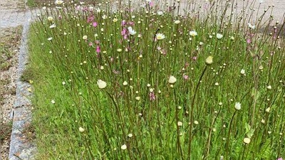 Blühwiesen gibt es bereits an mehreren Standorten in Krailling. (Foto: Gemeinde Krailling)
