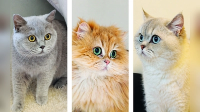 Das Katzentrio Snowy, Perifee und Ponpon suchen ein gemeinsames neues Zuhause. (Foto: Tierheim Riem)