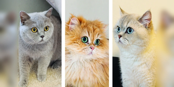 Das Katzentrio Snowy, Perifee und Ponpon suchen ein gemeinsames neues Zuhause. (Foto: Tierheim Riem)