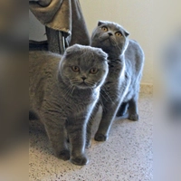 Scottish-Fold Katzen Luna und Freya. (Foto: Tierheim Riem)