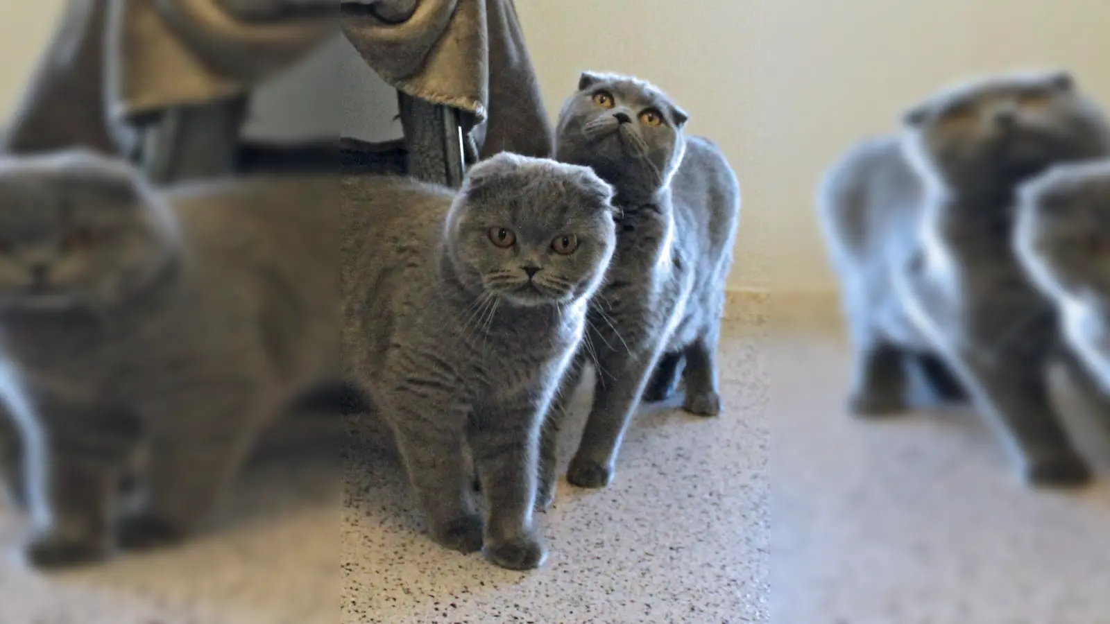 Scottish-Fold Katzen Luna und Freya. (Foto: Tierheim Riem)