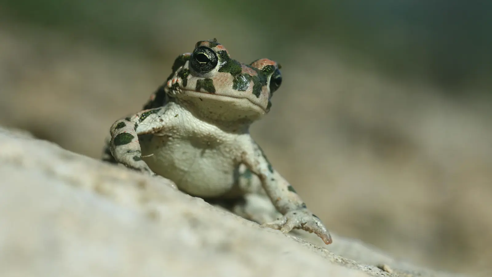Die Wechselkröte ist im Raum München selten und vom Aussterben bedroht. (Foto: LBV/Helmut Presser)