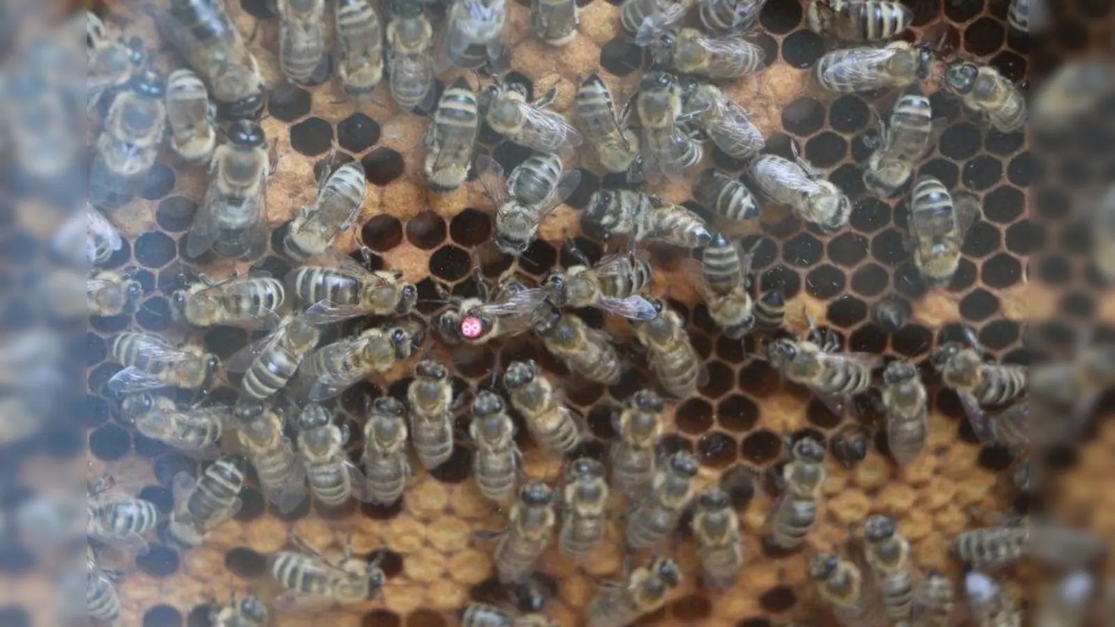 Damit die Bienenkönigin im Gewimmel ihrer Untertanen leichter zu finden ist, trägt sie eine Markierung auf dem Rücken. Nicht die Zahl darauf ist wichtig, sondern ihre Farbe: Die verrät das Alter der Königin, die meist bis zu fünf Jahre alt wird. Die Königin auf diesem Bild schlüpfte 2013. (Foto: Schmuttertaler)