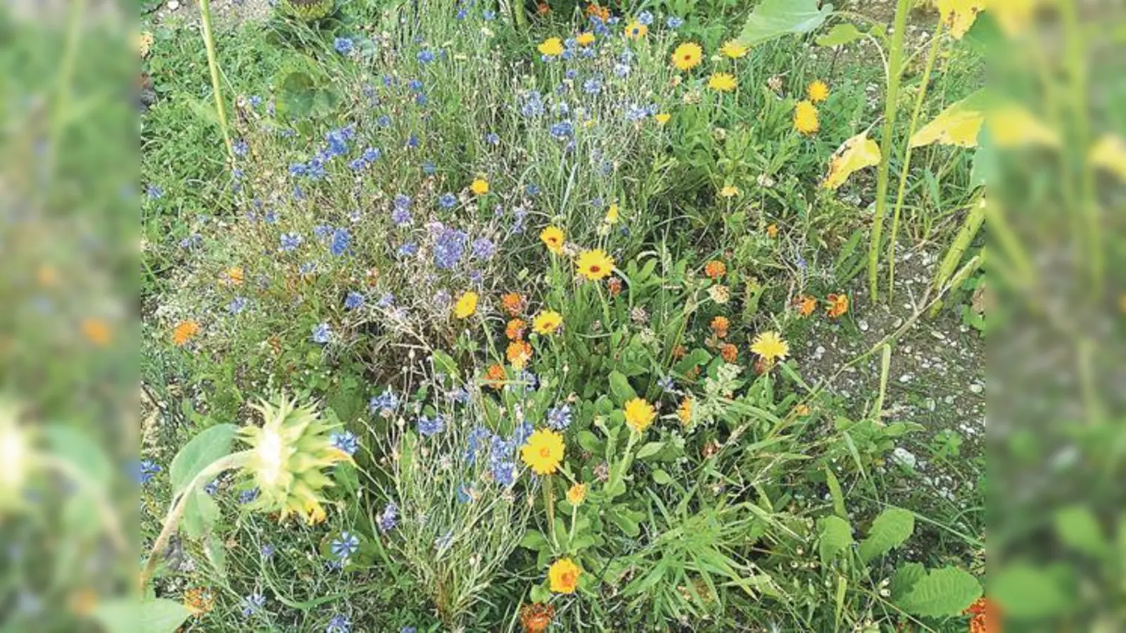 Auch heuer wurde wieder eine Bienenwiese im Krautgarten in Unterhaching angepflanzt.	 (Foto: VA)