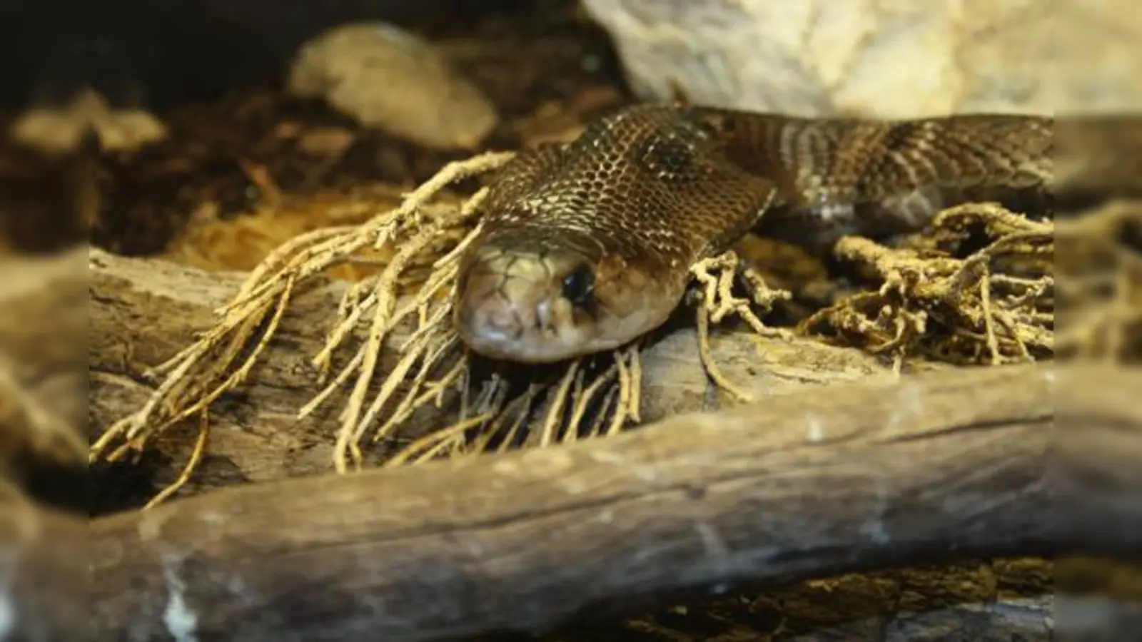 Mitte des Jahres sah es nach einem »Happy End« für die Reptilienauffangstation aus, nun steht sogar eine Insolvenz im Raum.	 (Foto: Stark)