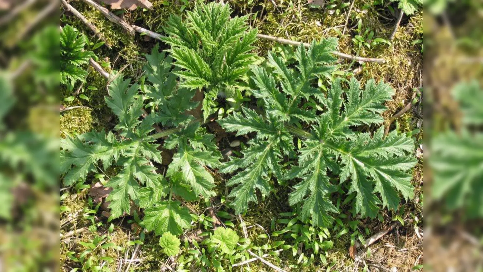 Der Riesenbärenklau ist im Landkreis zunehmend ein Problem. Treffen Sonnenschein, Bärenklau und Haut aufeinander, kann dies Verbrennungen ersten und zweiten Grades hervorrufen. (Foto: LRA Starnberg)