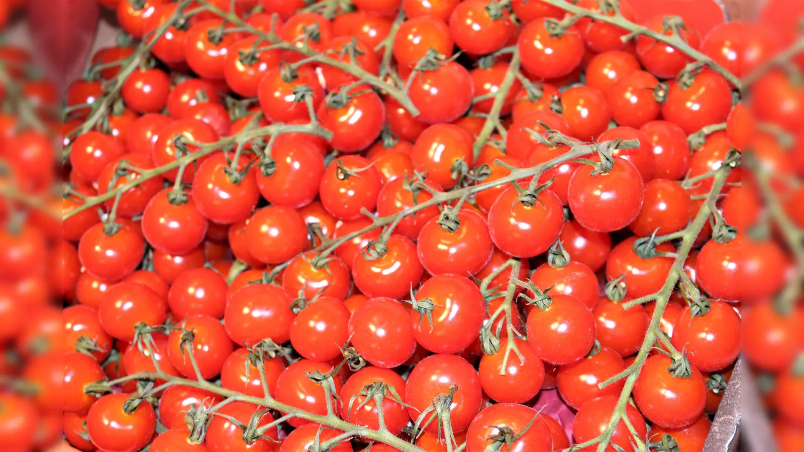 Robert Hoser ist ein absoluter Experte, was Tomaten und Bienenblühwiesen betrifft. (Foto: dek)