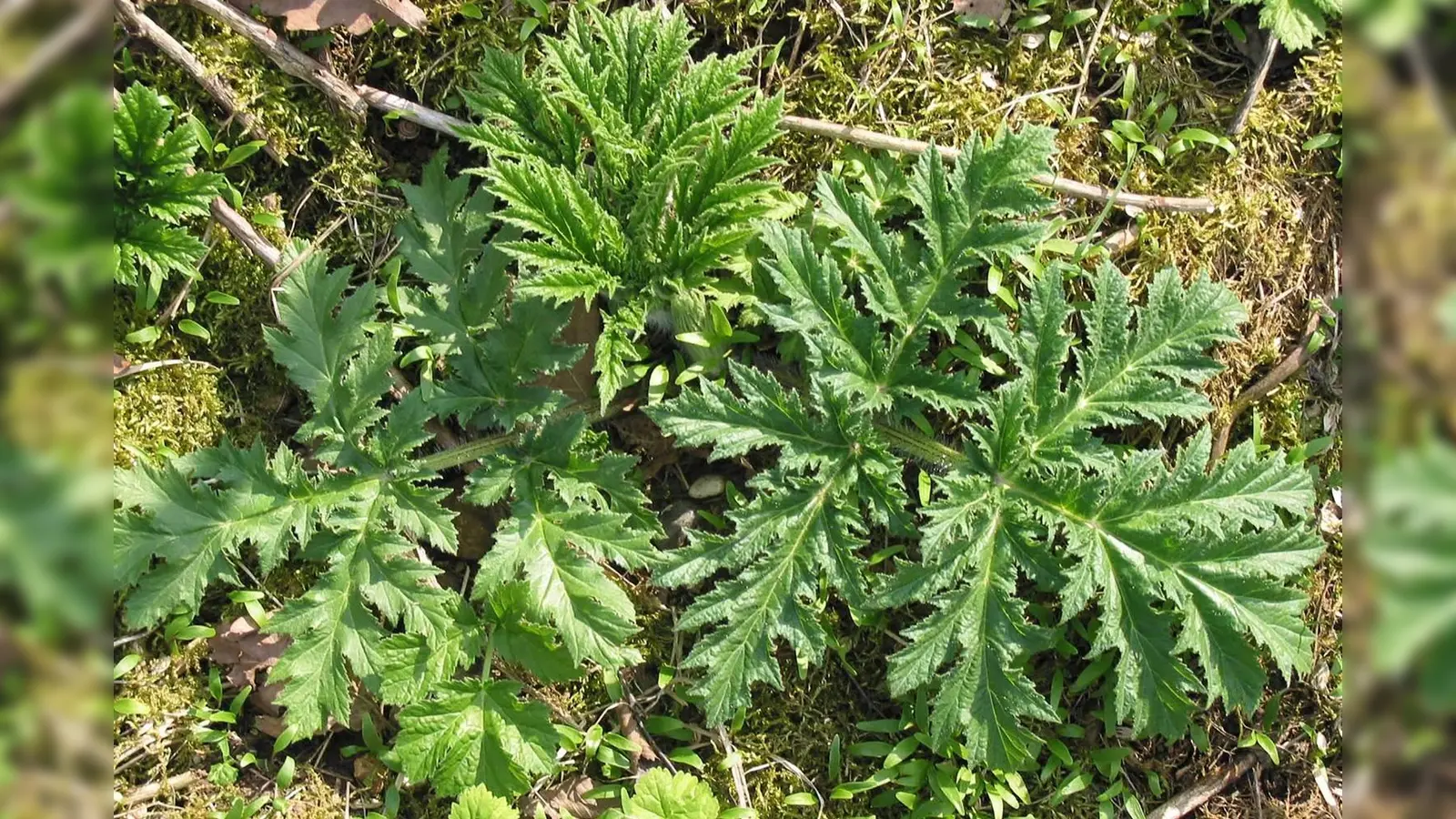Problempflanze: Treffen Sonnenschein, Bärenklau und Haut aufeinander, kann dies Verbrennungen ersten und zweiten Grades hervorrufen.  (Foto: LRA Starnberg)