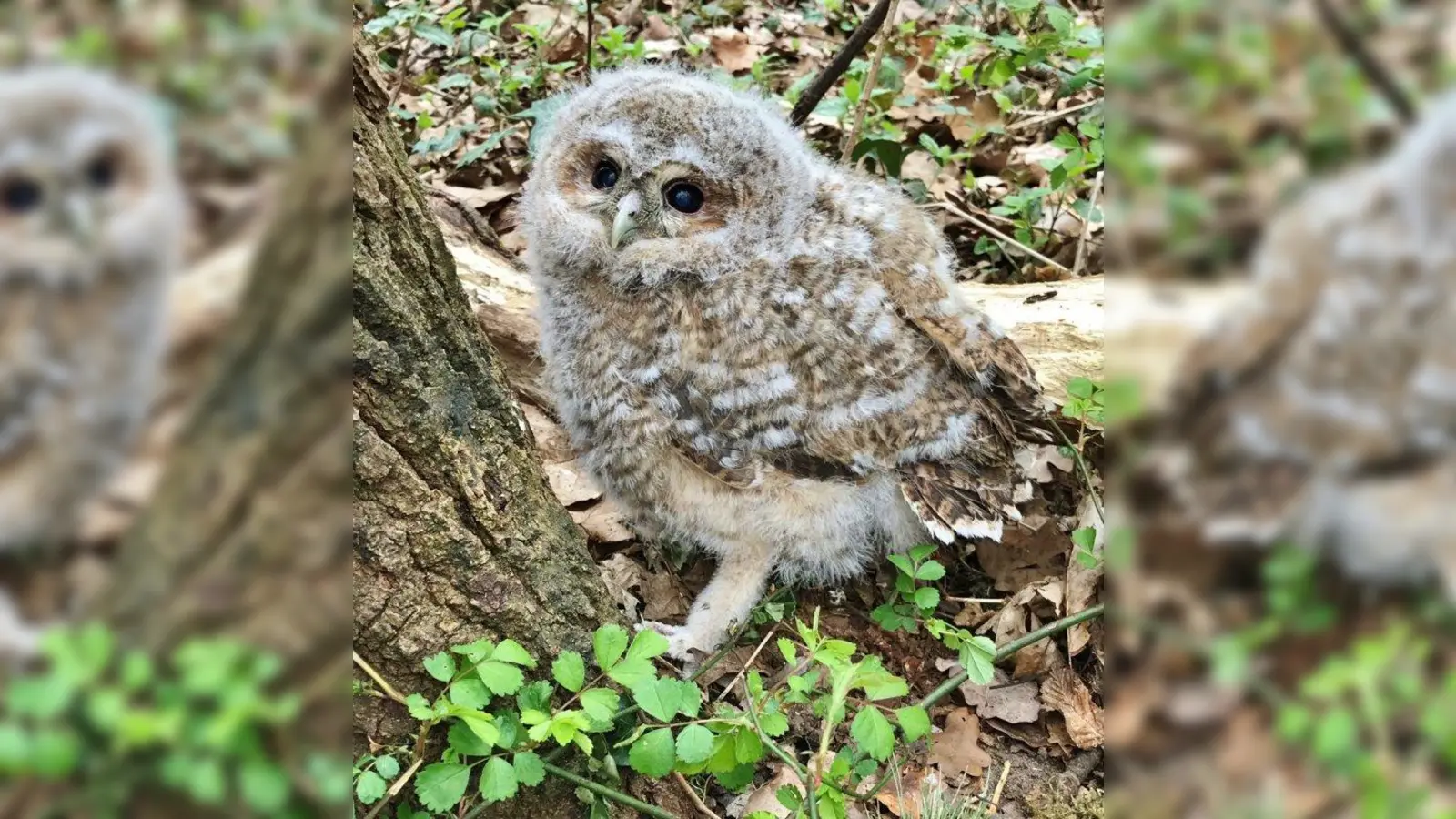 Im Mittelalter galt der Waldkauz als Bote des Todes, heute hat vor der kleinen Eule wohl niemand mehr Angst. (Foto: Tierschutzverein München)