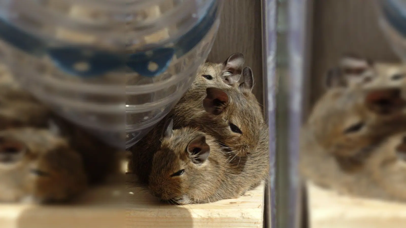 Spielen, erkunden, kuscheln: Degus machen alles am liebsten als Gruppe. (Foto: sprisi/pixelio.de)