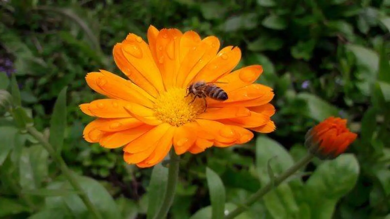 Ein vielfältiges Blühangebot bietet Nahrung für Wildbienen und Schmetterlinge. (Foto: Annette Holländer)