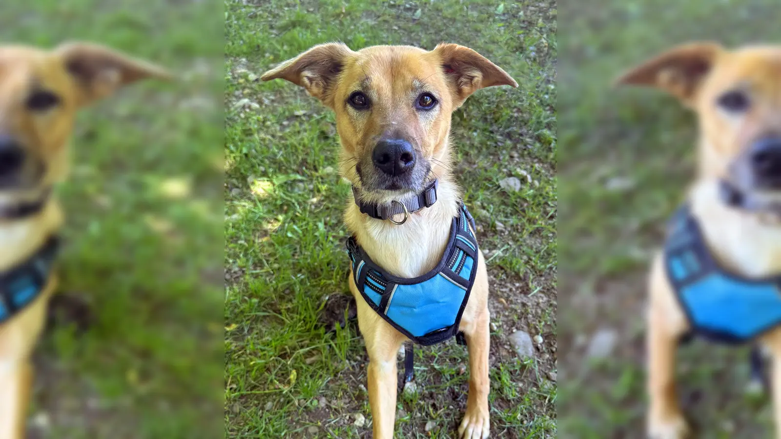 Die hübsche Mischlingshündin Lea. (Foto: Tierheim Riem)