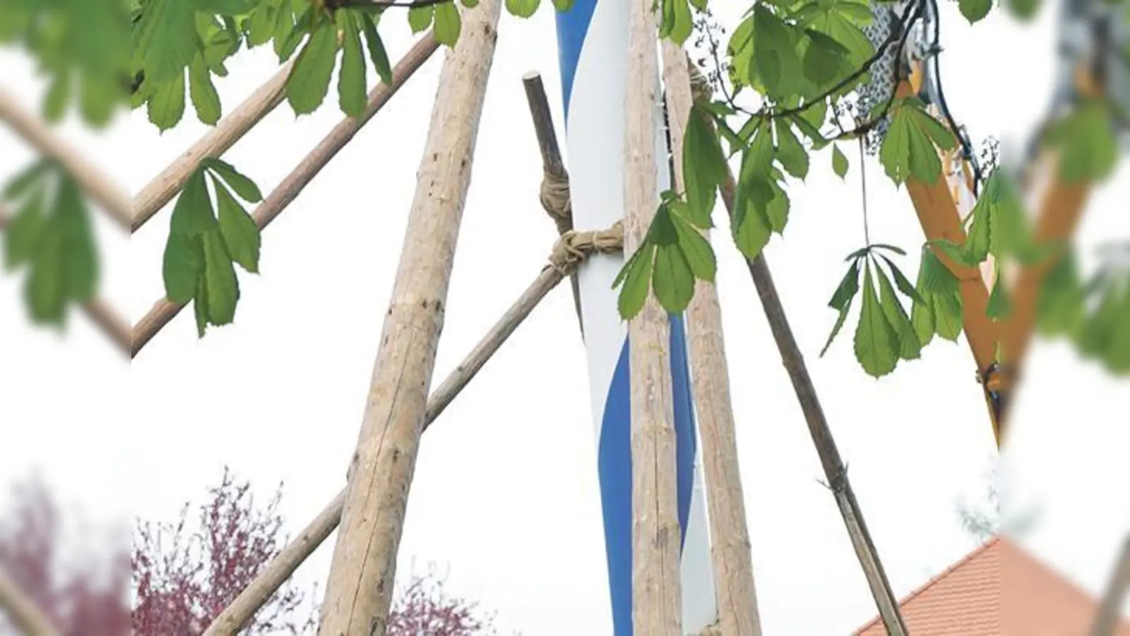 Traditionell mit Scherstangen wird der Maibaum in Oberhaching am Sonntag, 30. April, aufgestellt. 	 (Foto: hw)