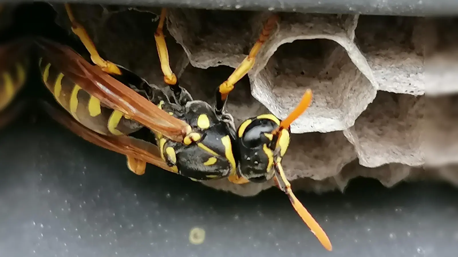 Weder ein Herumfuchteln noch Wegpusten von Wespen ist ratsam: Das im Atem enthaltene Kohlendioxid gilt den Insekten als Alarmsignal. (Foto: job)