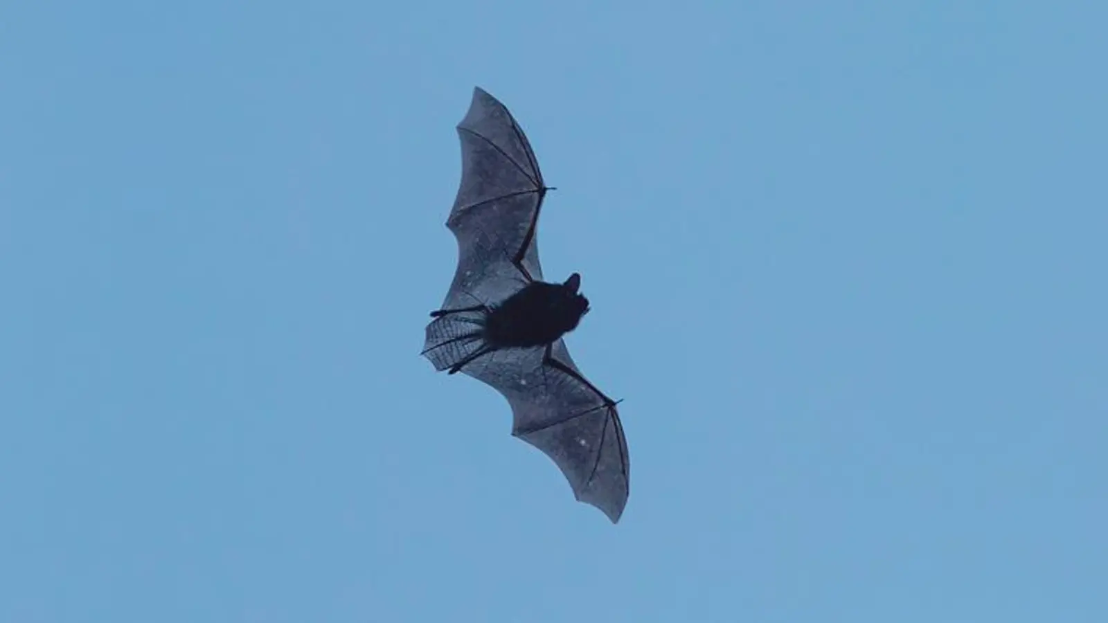 Am Abendhimmel etwa bei der »Batnight« zu entdecken: Zwergfledermaus.	 (Foto: Andreas Hartl/LBV Bildarchiv)