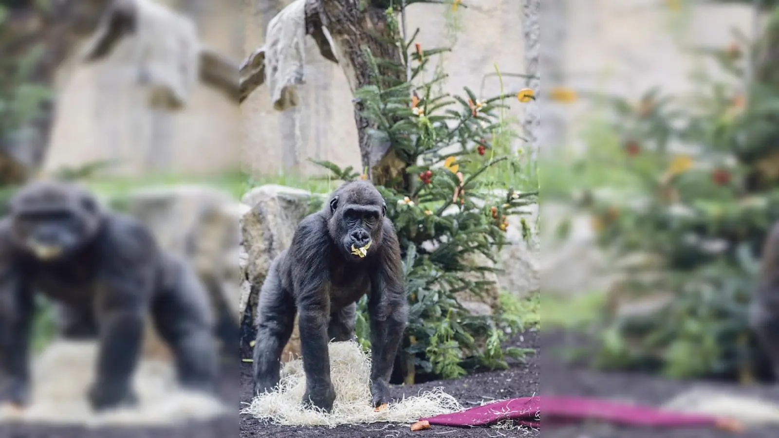 Die jungen Gorilla finden ihren mit Obst behängten Weihnachtsbaum einfach klasse.	 (Foto: VA)