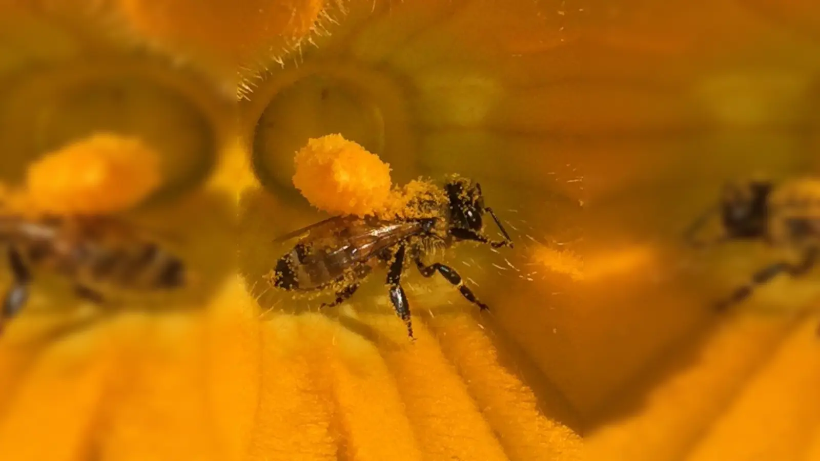 Eine Biene bestäubt eine Zucchiniblüte. (Foto: job)