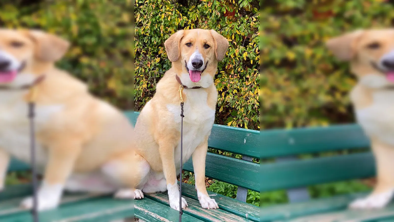 Ruhiger Rüde Archie. (Foto: Tierheim Riem)