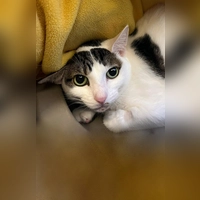 Europäisch Kurzhaar Katze Leo. (Foto: Tierheim Riem)