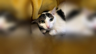 Europäisch Kurzhaar Katze Leo. (Foto: Tierheim Riem)