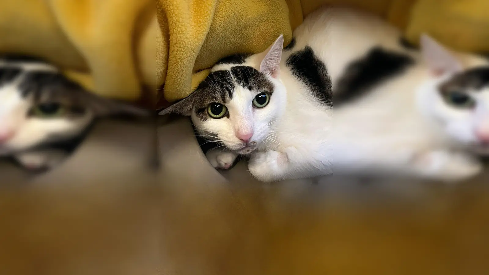 Europäisch Kurzhaar Katze Leo. (Foto: Tierheim Riem)