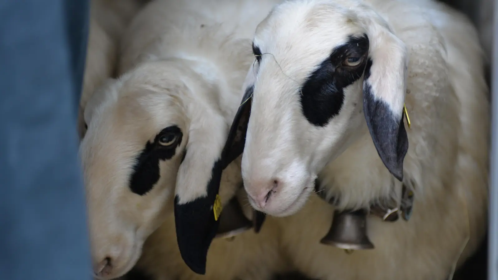 Am Sonntag, 12. Oktober, findet im Burgmuseum Grünwald der Brillenschaftag statt. Ein Spaß für die ganze Familie bei freiem Eintritt.  (Foto: © Archäologische Staatssammlung)