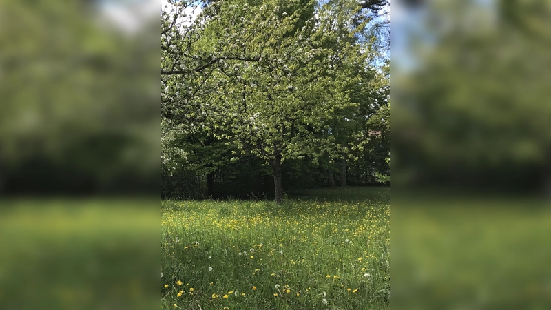 Silvia Fuchs vom Umweltamt Grünwald und Bürgermeister Jan Neusiedl freuen sich schon auf die Blühstreifen, die demnächst auf der Streuobstwiese realisiert werden. (Foto: hw)